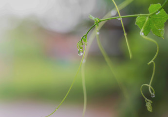 Ivy embraces water droplets after rain