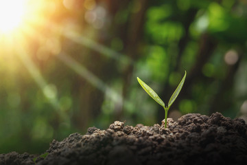 Green trees grow naturally in the morning.