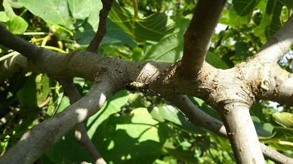 枝を歩くキボシカミキリ(宮城県)
