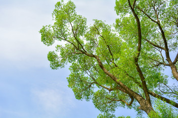 Willow tree branches with fresh green leaves on blue sky with clouds