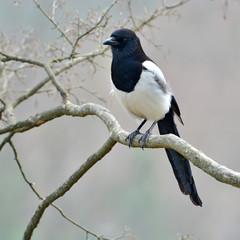 Fototapeta premium Eurasian magpie bird