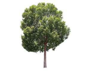 Fototapeta premium Tree isolated on white background