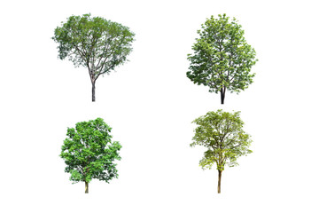 fresh tree on  white background  for architecture