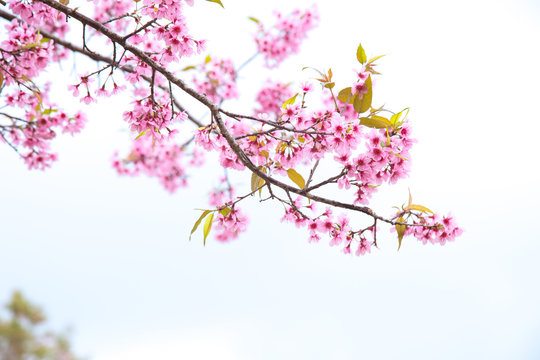 Beautiful cherry blossom or sakura in spring time over sky © Poramet