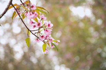 Beautiful cherry blossom or sakura in spring time over  sky