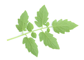 fresh tomato leaf on white background