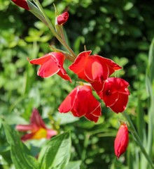 Red Gladiola in Garden