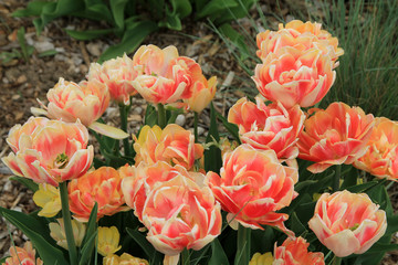 Many colorful tulips on flower bed