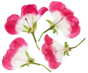 Pressed and dried pink flowers geranium, isolated on white
