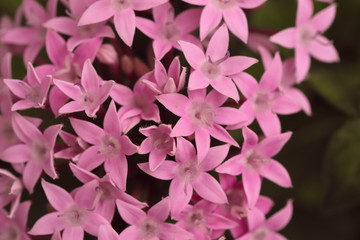 Flower background. Pink flowers of Phlox subulata. View from above, macro, horizontal. Concept of beauty of nature.