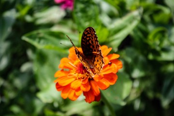 Great Spangled Fritillary (Speyeria cybele)