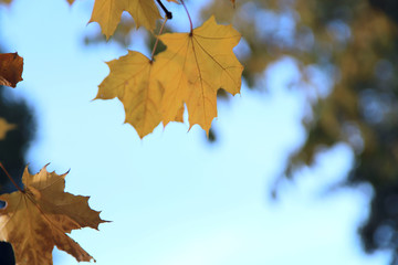 Autumn theme. Maple branch with yellow leaves on a sunny day against the sky. Background, horizontal, cropped shot, close-up, free space. Concept seasons.
