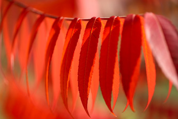 Autumn theme. Red rhus leaves on a sunny day. Background, horizontal, cropped shot, close-up, free space, side view. Concept seasons.