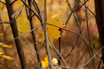 Autumn theme. Yellow maple leaf stuck in dry brown branches. Background, horizontal, cropped shot, close-up. Concept seasons.