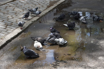 Feral pigeons splashing in a puddle