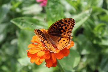 Great Spangled Fritillary (Speyeria cybele)