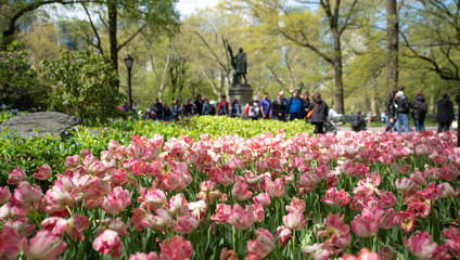 A group of people walk past pink tulips in bloom at Central Park