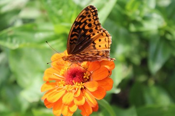 Great Spangled Fritillary (Speyeria cybele) perched on zinnia