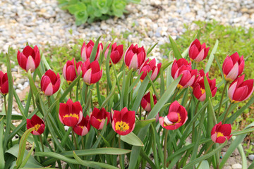 Many colorful tulips on flower bed as a floral background.