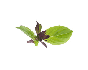 leaf of basil isolated on white
