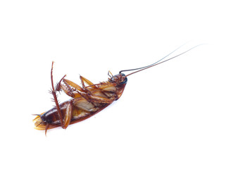COCKROACH WHITE ISOLATED BACKGROUND