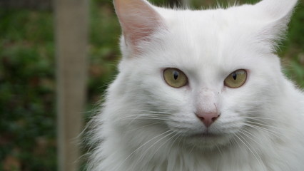 Mirada felina