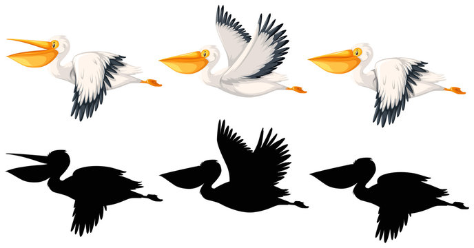 Set of pelican character