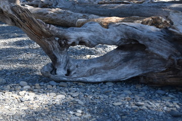 Ruby Beach,Washington State June 4,2019 drift wood covering the beach