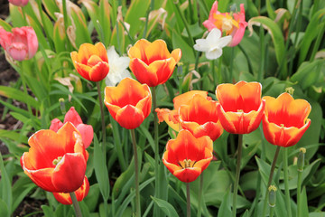 Many colorful tulips on flower bed