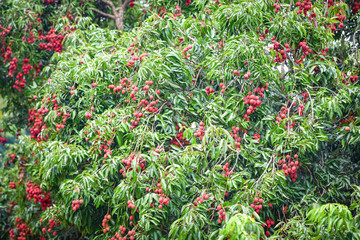Fresh ripe lychee fruit hang on the lychee tree in the garden