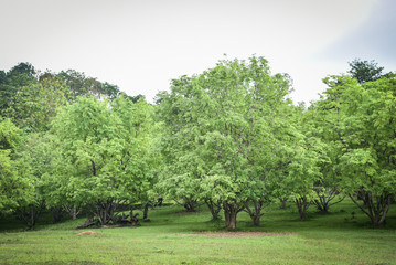 tamarind tree in the garden tropical fruit orchard