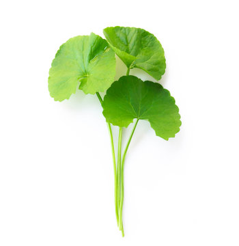 Closeup leaf of Gotu kola, Asiatic pennywort, Indian pennywort on white background, herb and medical concept, selective focus