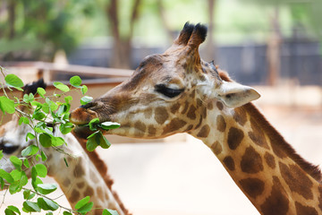 Giraffe eating leaves - Close up of a giraffe africa in the national park