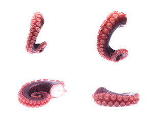 tentacles of octopus isolated on white background (set  mix   collection).