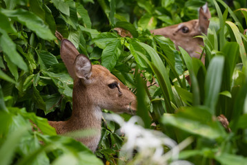 Two female red deer are resting in the bush