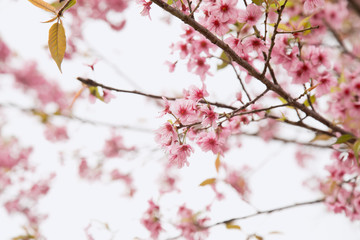 Beautiful cherry blossom or sakura in spring time over  sky