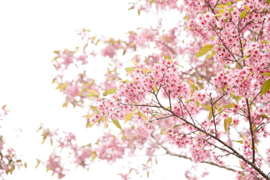 Beautiful cherry blossom or sakura in spring time over  sky