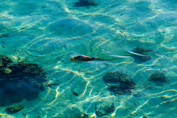 Fototapeta na wymiar Trigger fish (Balistidae) eating in shallow water