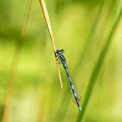 Libellules et Agrions