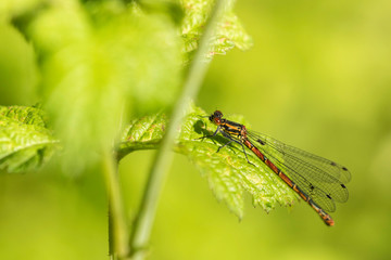 Libellules et Agrions