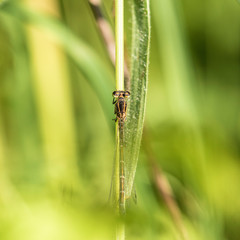 Libellules et Agrions