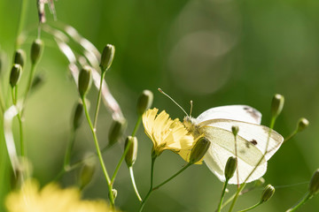 Papillon.