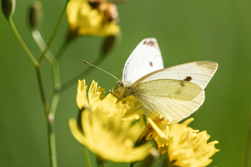 Papillon.