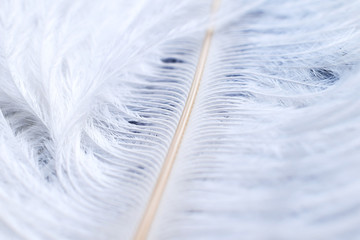 texture of white air feathers of ostrich macro