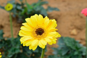 yellow flower