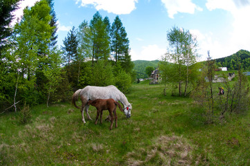 Fototapeta premium beautiful horses graze in the spring mountains under a warm sun on the background of the forest