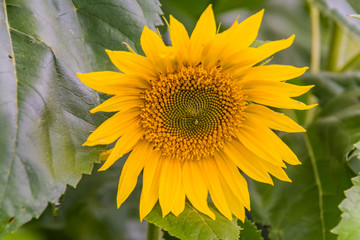 Fototapeta premium Sunflowers