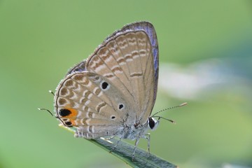 Fototapeta premium butterfly on leaf