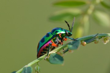 bug on leaf