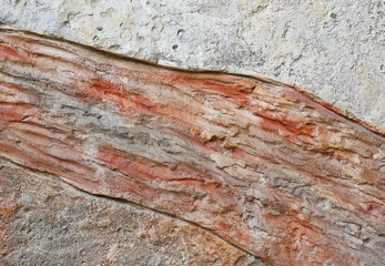 Replica fossil on the wall